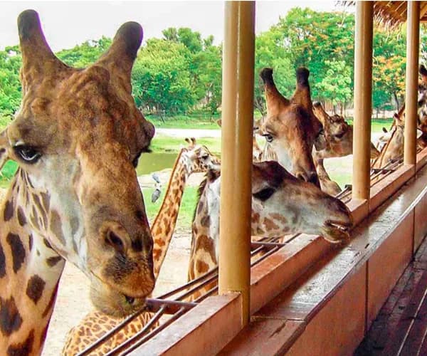 Safari World & Marine Park photo 5