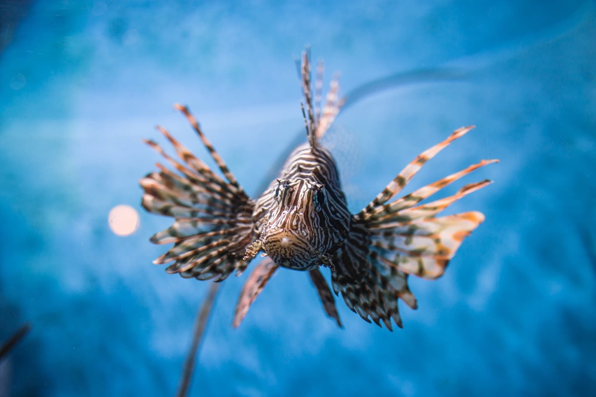 Sea Life Bangkok Ocean World photo 1