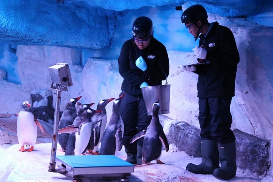 Sea Life Bangkok Ocean World photo 2