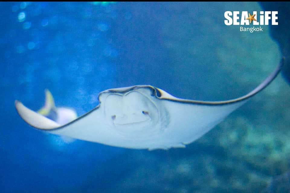 Sea Life Bangkok Ocean World photo 3