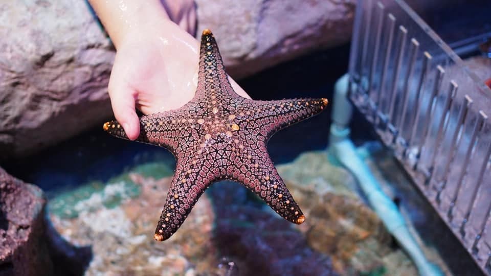 Sea Life Bangkok Ocean World photo 4