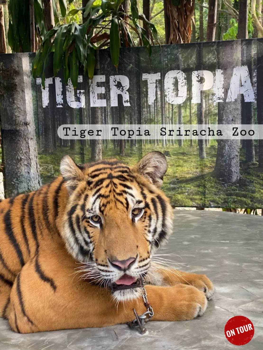 Tiger Topia Sriracha Zoo