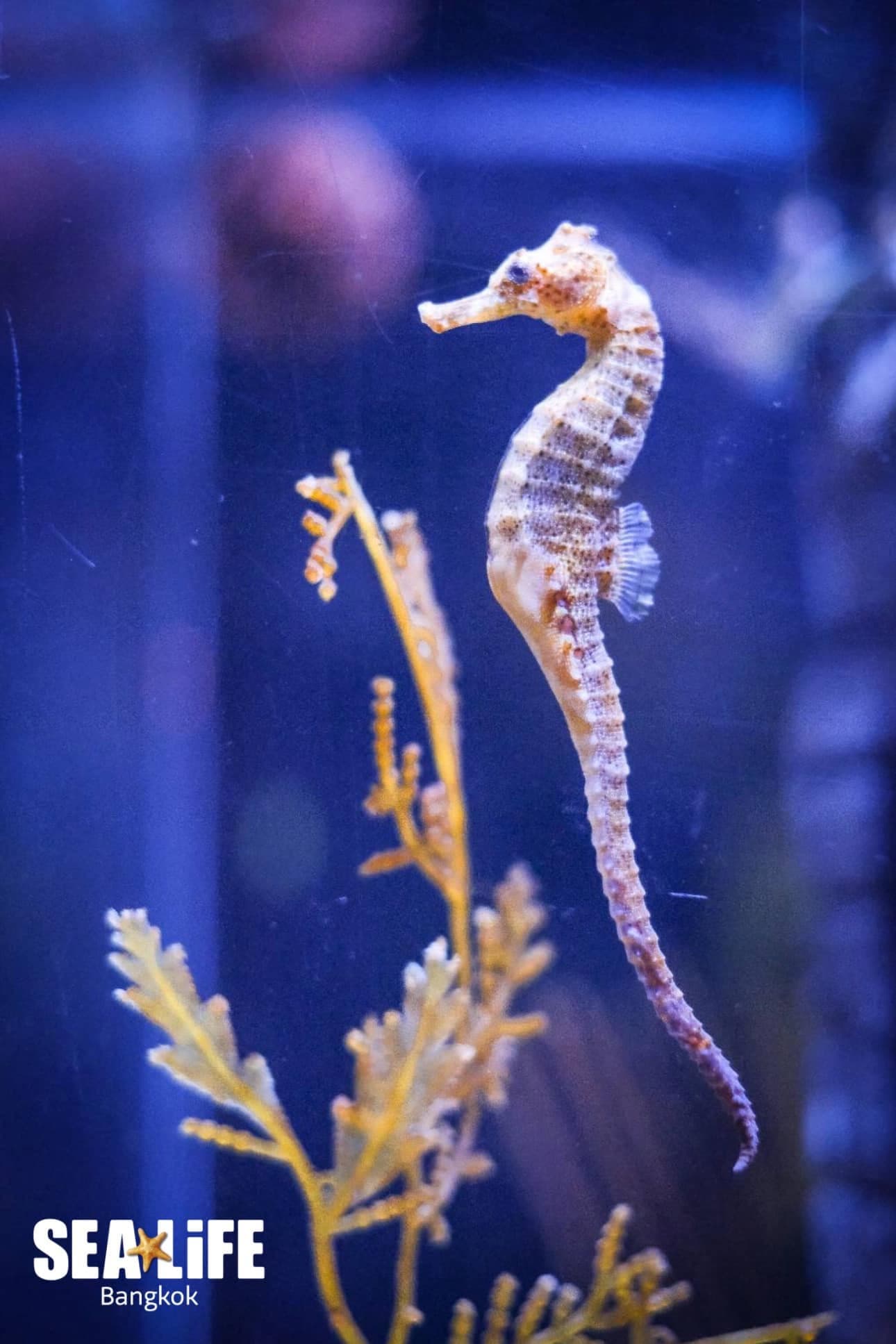Sea Life Bangkok Ocean World photo 6
