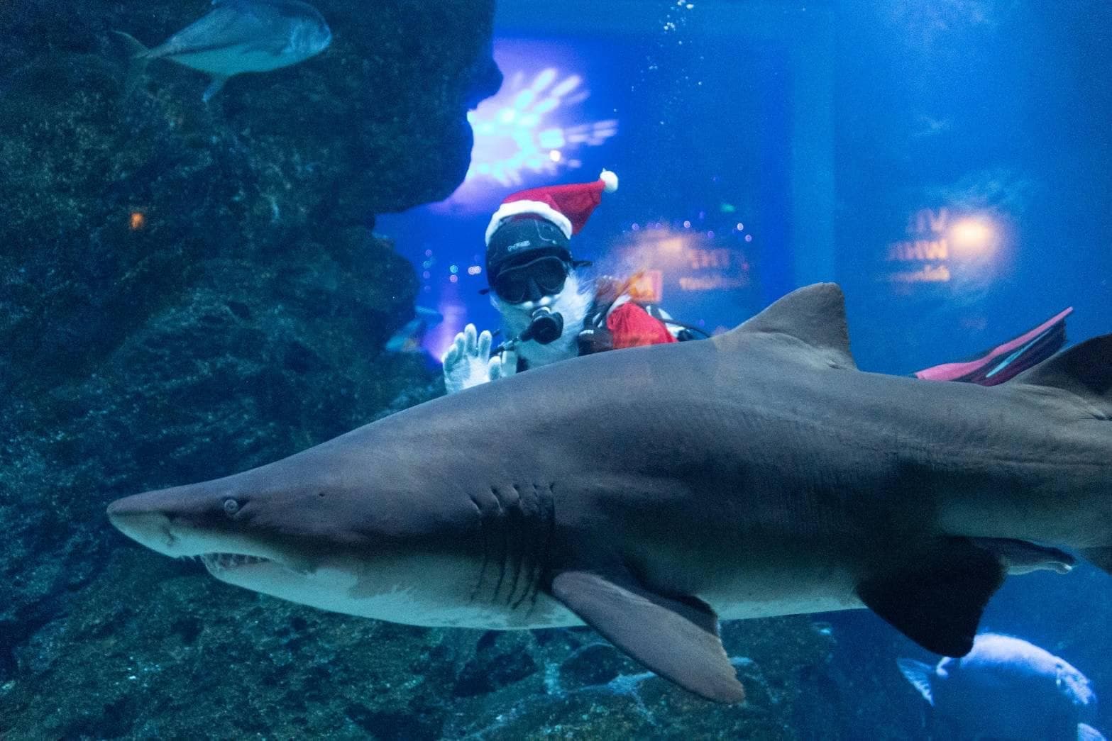 Sea Life Bangkok Ocean World photo 13