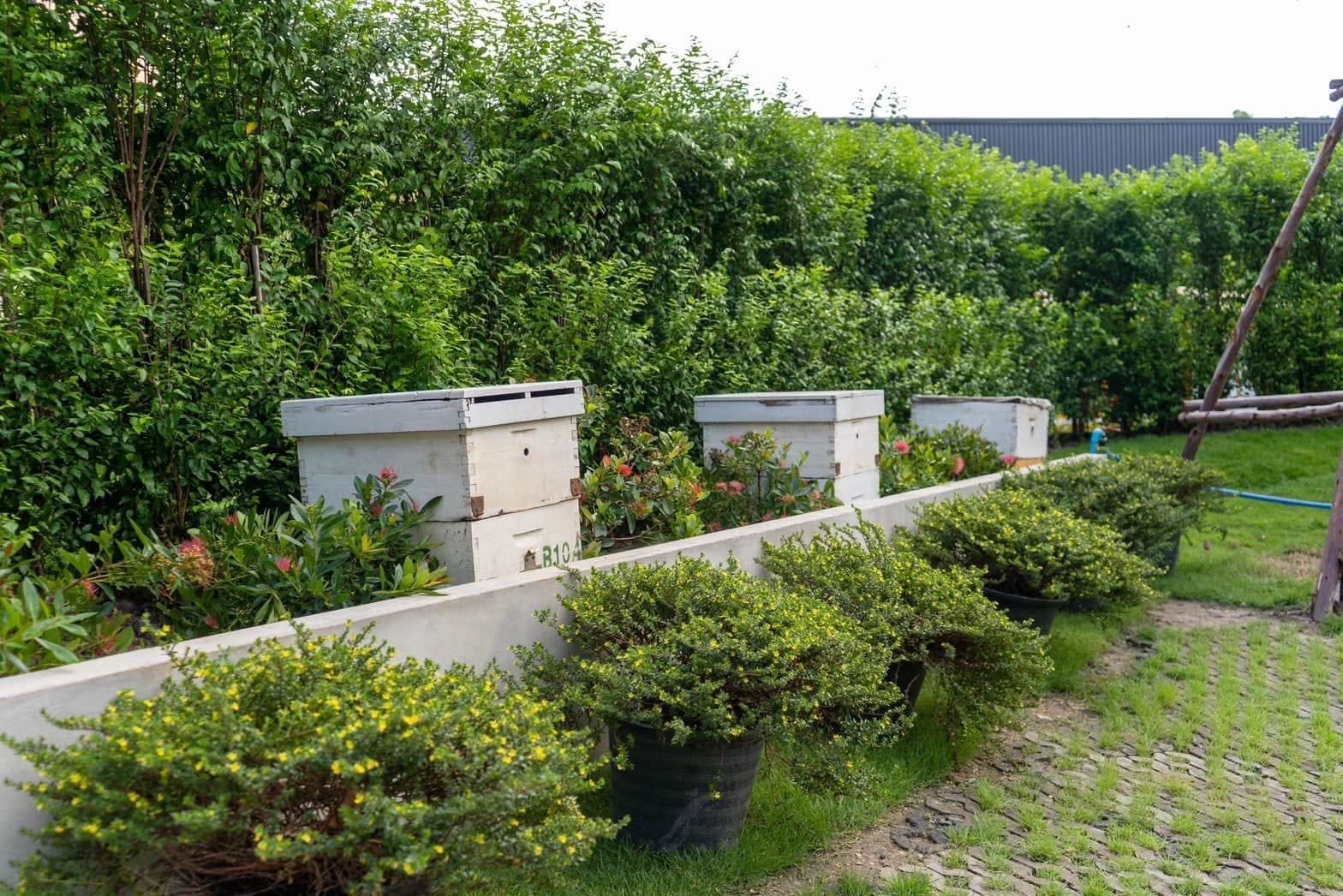 Big Bee Garden photo 5