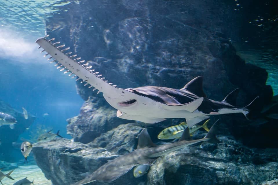 Sea Life Bangkok Ocean World photo 19