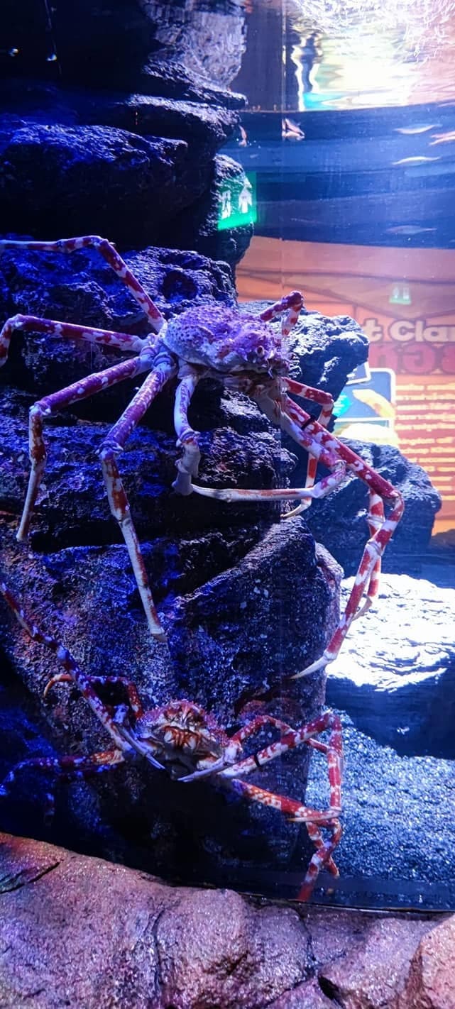 Sea Life Bangkok Ocean World photo 20