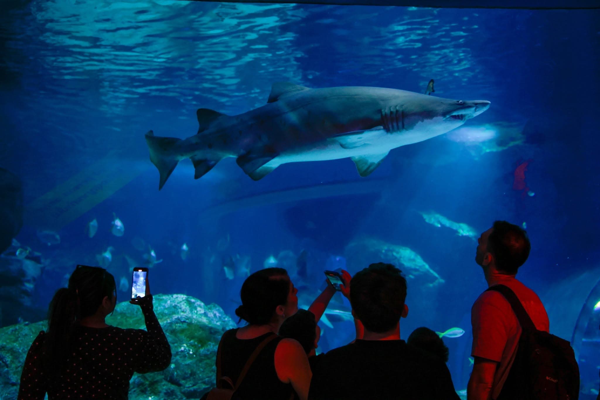 Sea Life Bangkok Ocean World photo 21