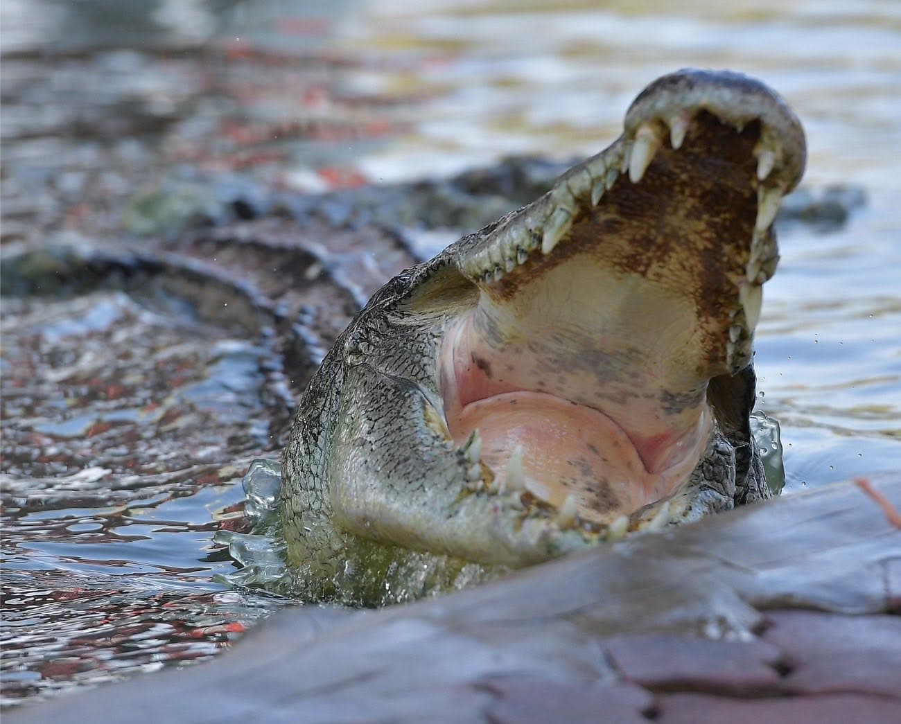 Samut Prakan Crocodile Farm & Zoo photo 4