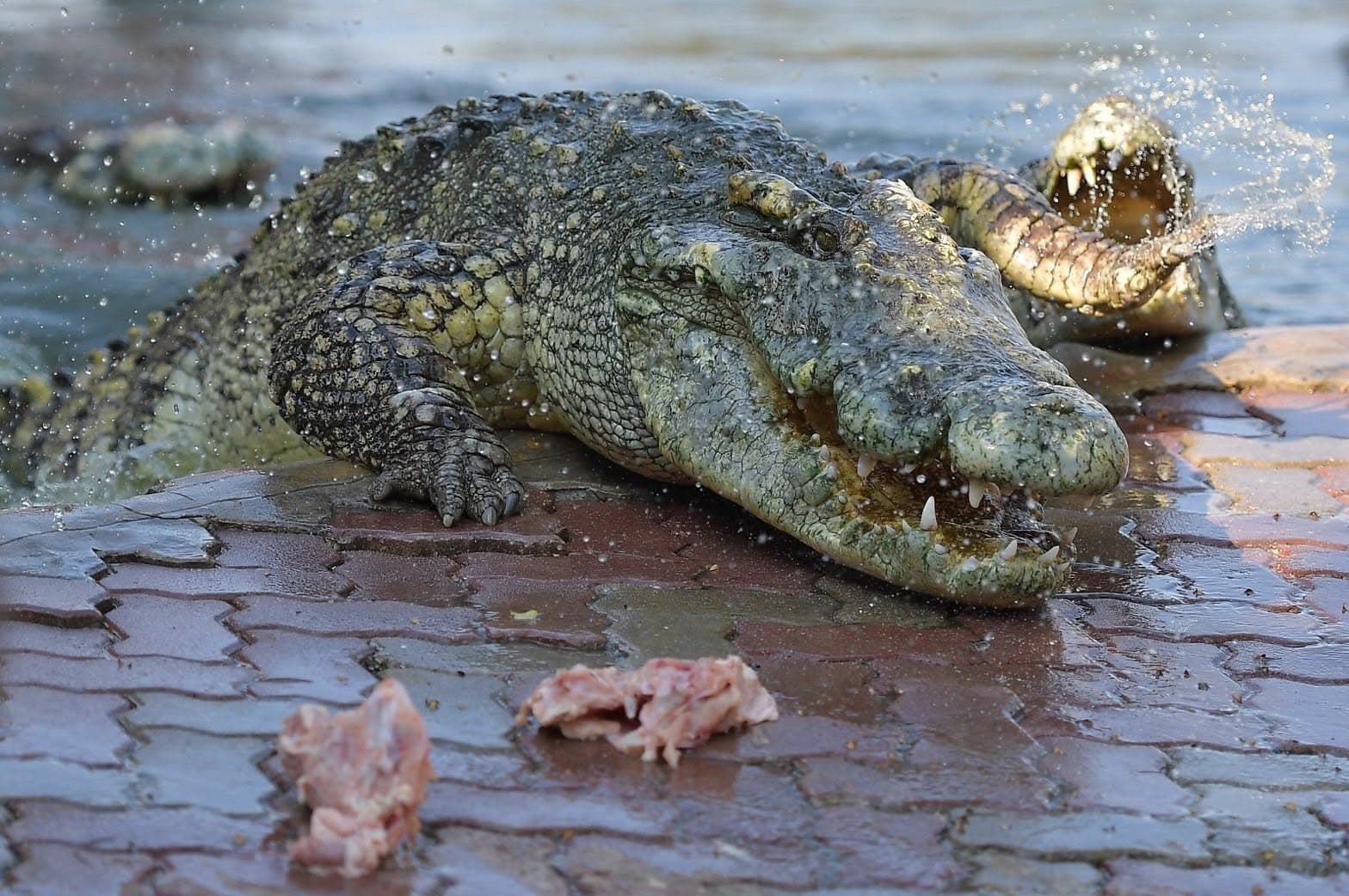 Samut Prakan Crocodile Farm & Zoo photo 5