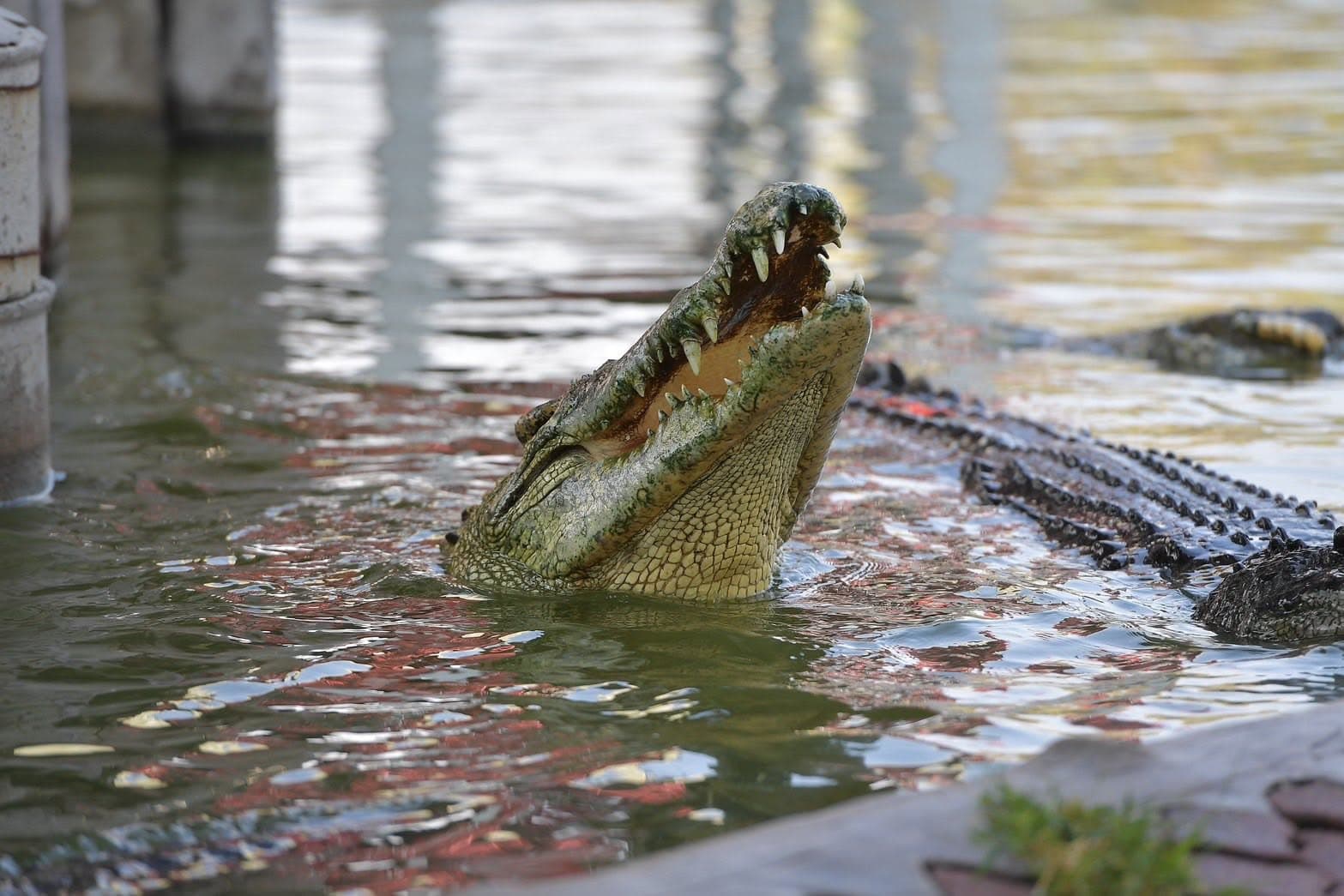 Samut Prakan Crocodile Farm & Zoo photo 6