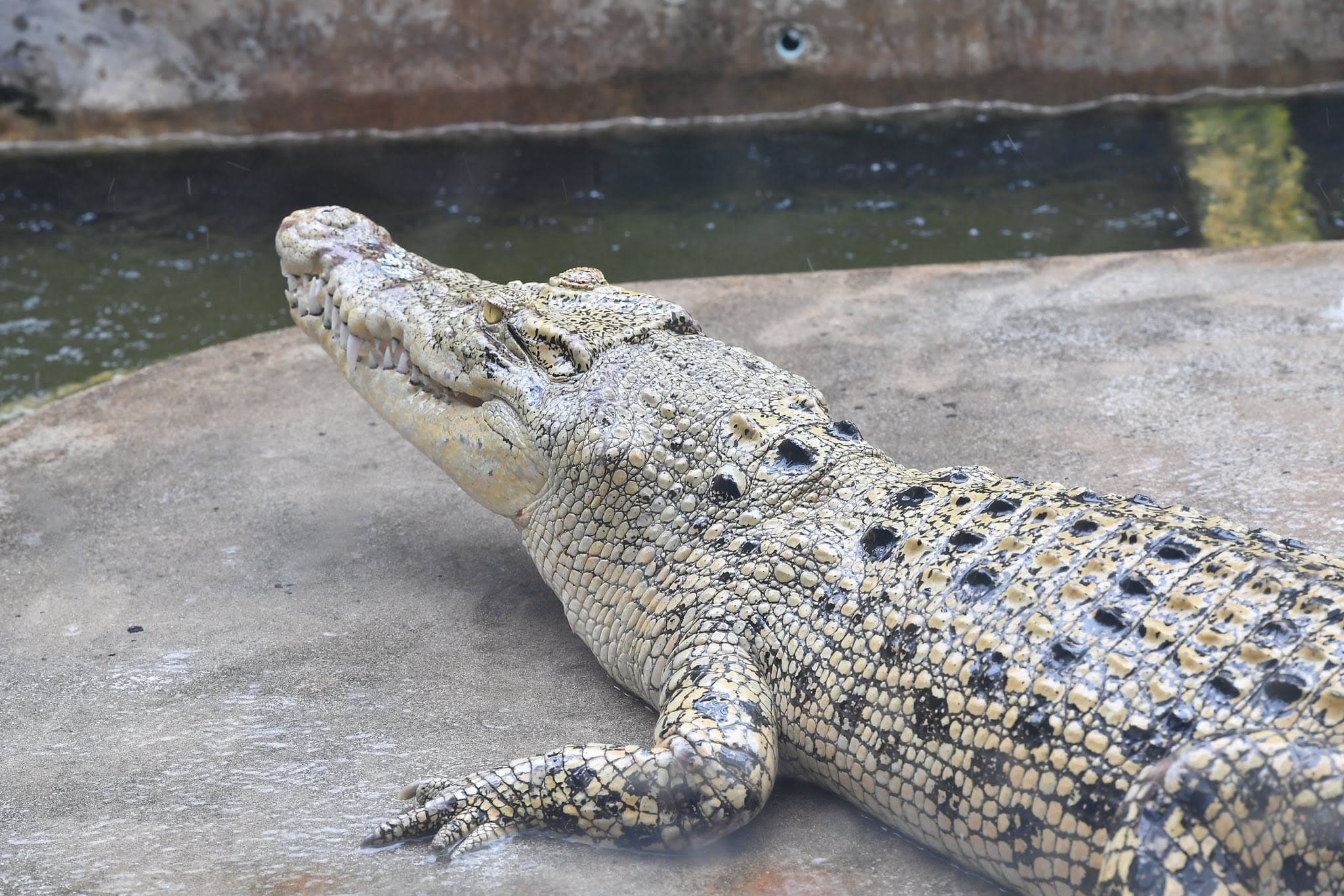 Samut Prakan Crocodile Farm & Zoo photo 7