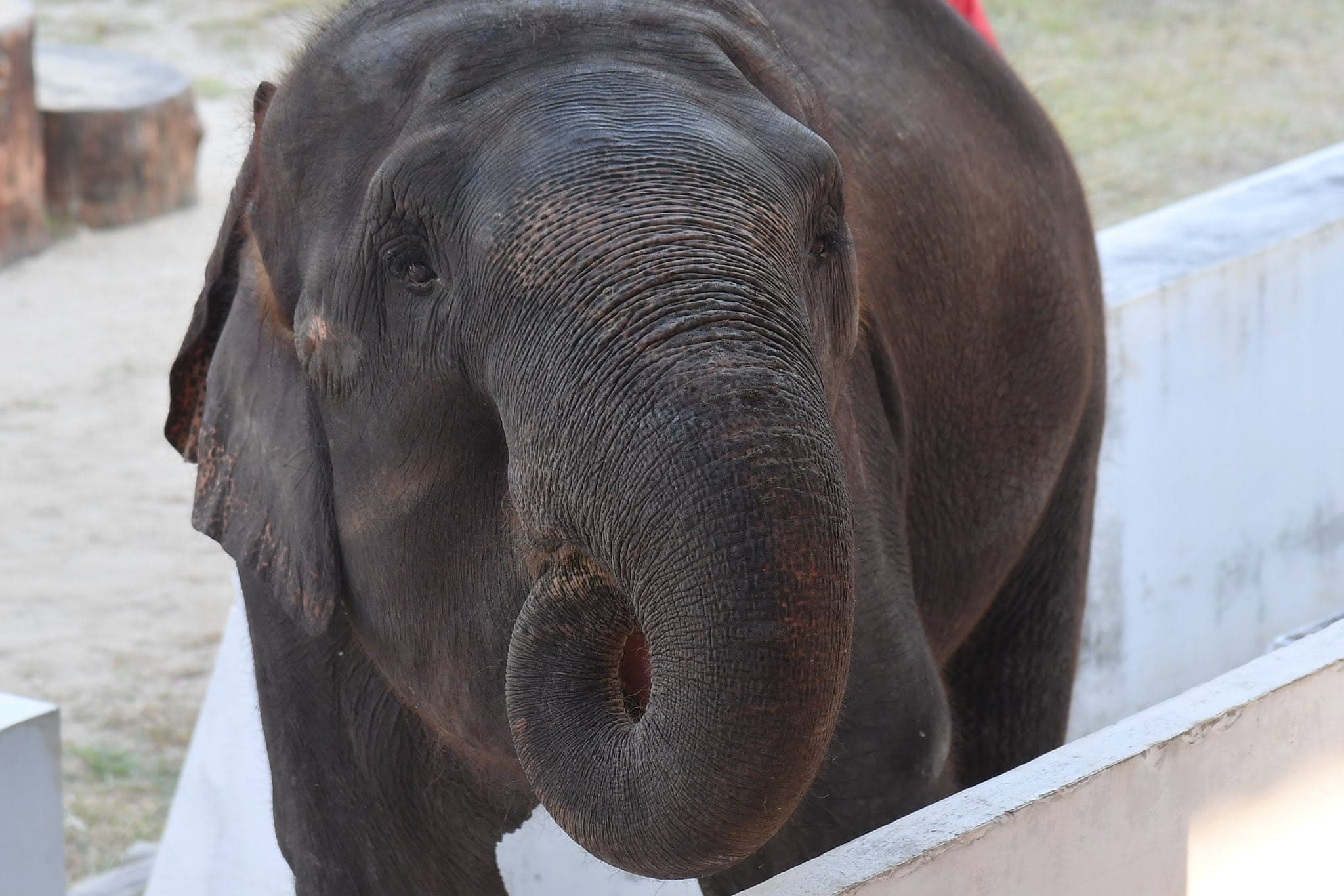 Samut Prakan Crocodile Farm & Zoo photo 8