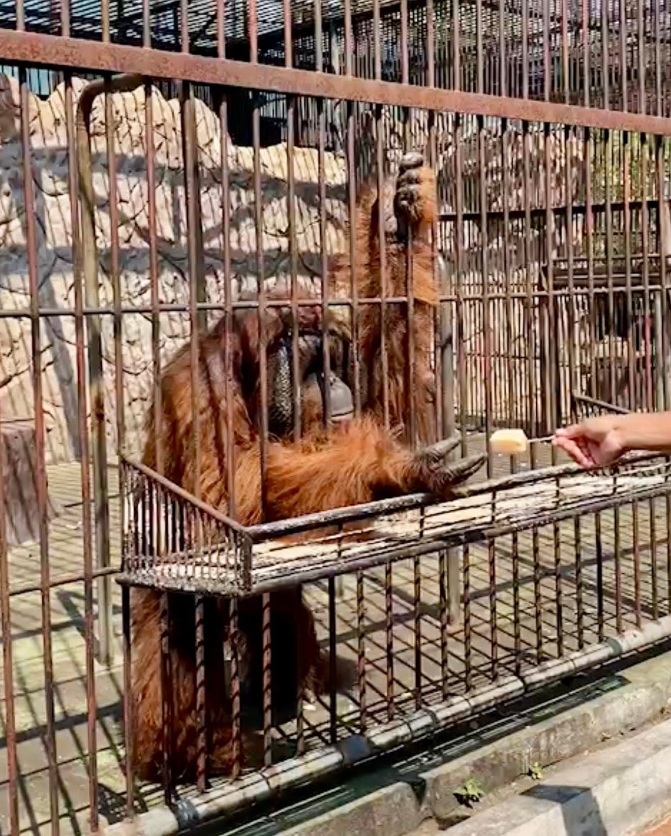 Samut Prakan Crocodile Farm & Zoo photo 14