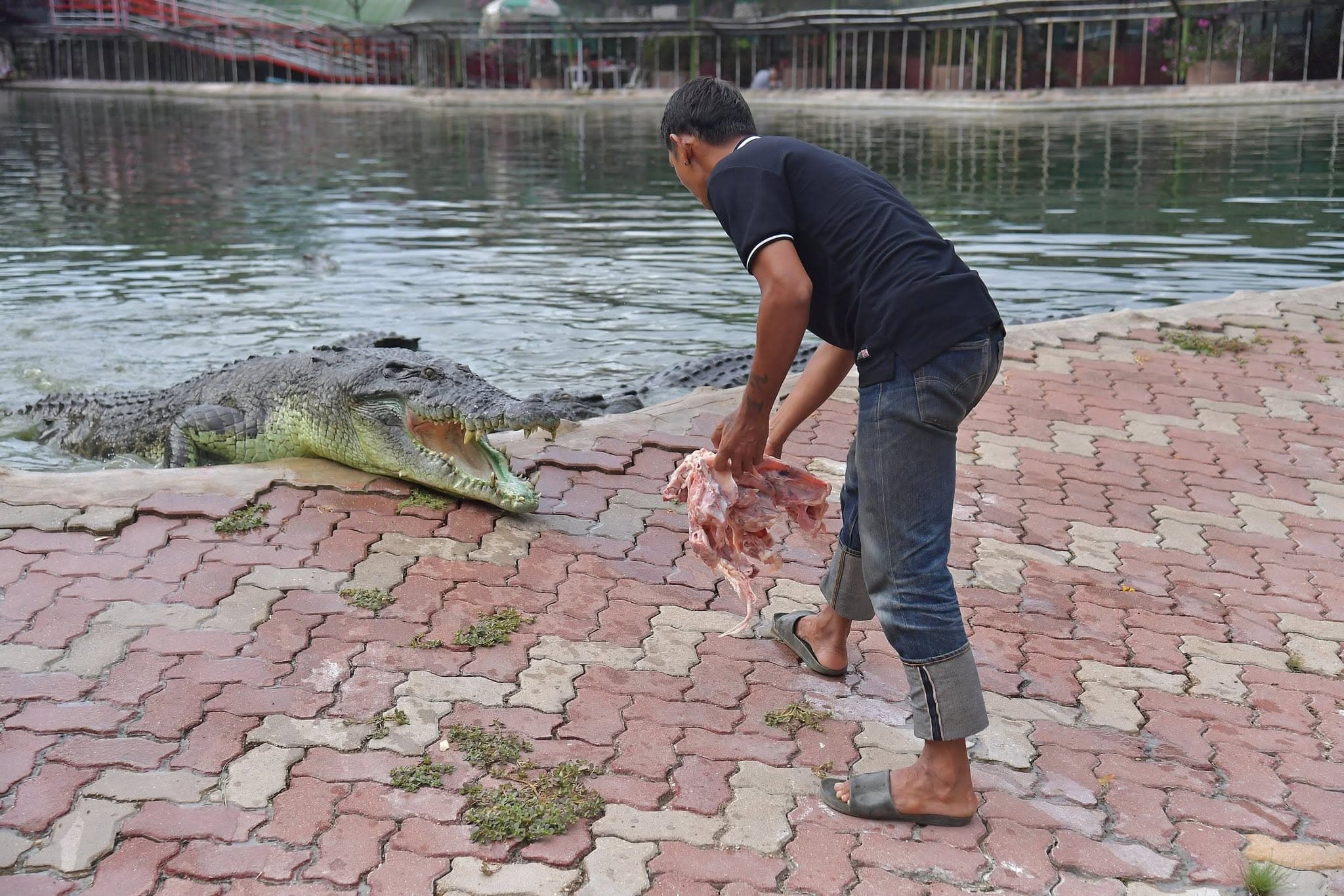 Samut Prakan Crocodile Farm & Zoo photo 18