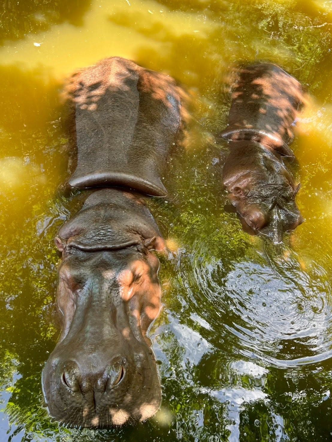 Samut Prakan Crocodile Farm & Zoo photo 21