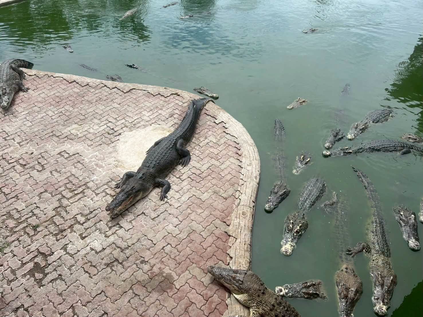 Samut Prakan Crocodile Farm & Zoo photo 29