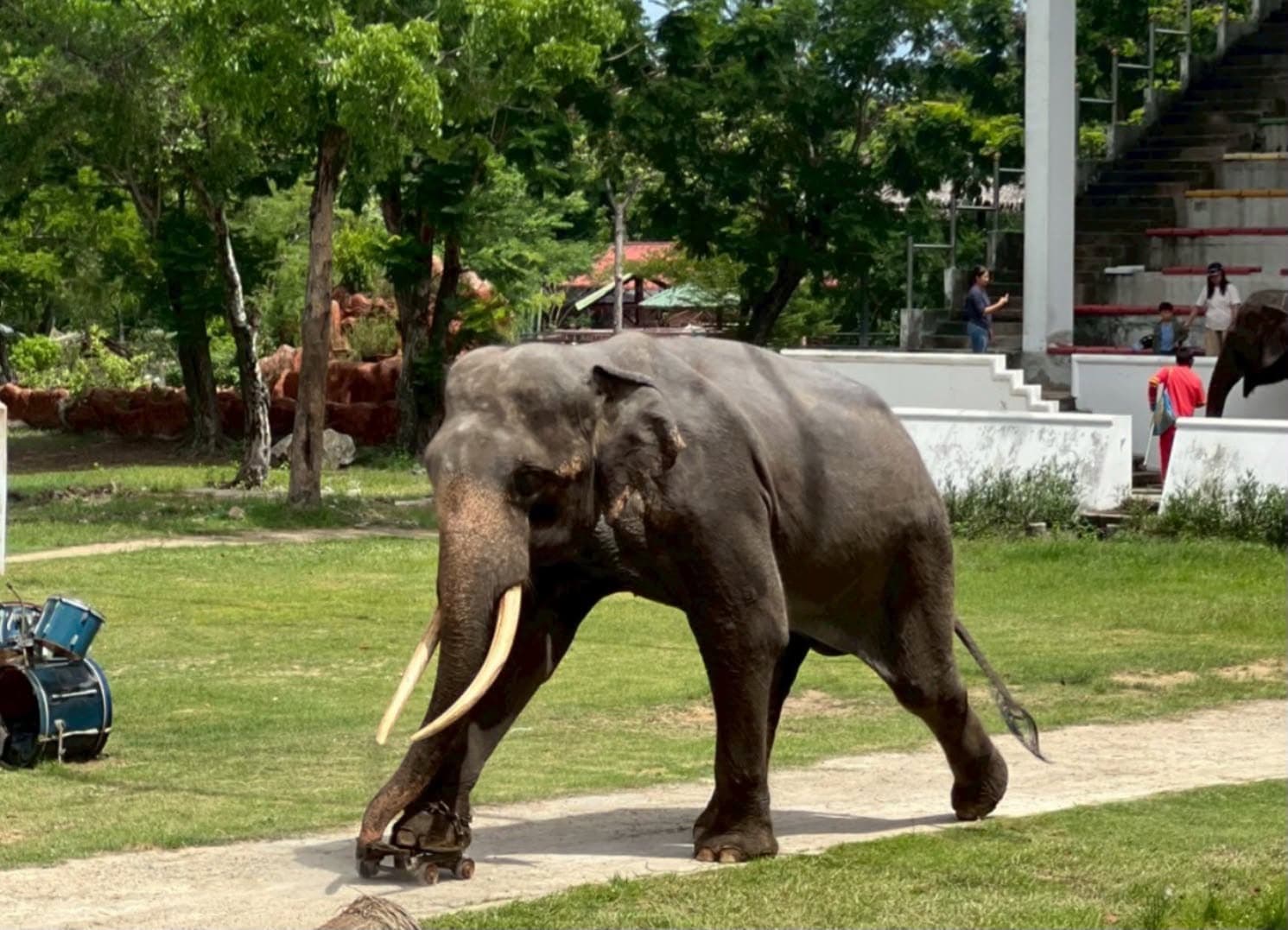 Samut Prakan Crocodile Farm & Zoo photo 31